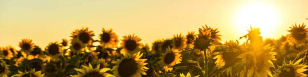 A field of sunflowers in full bloom under a golden sky, with the sun shining brightly on the horizon.