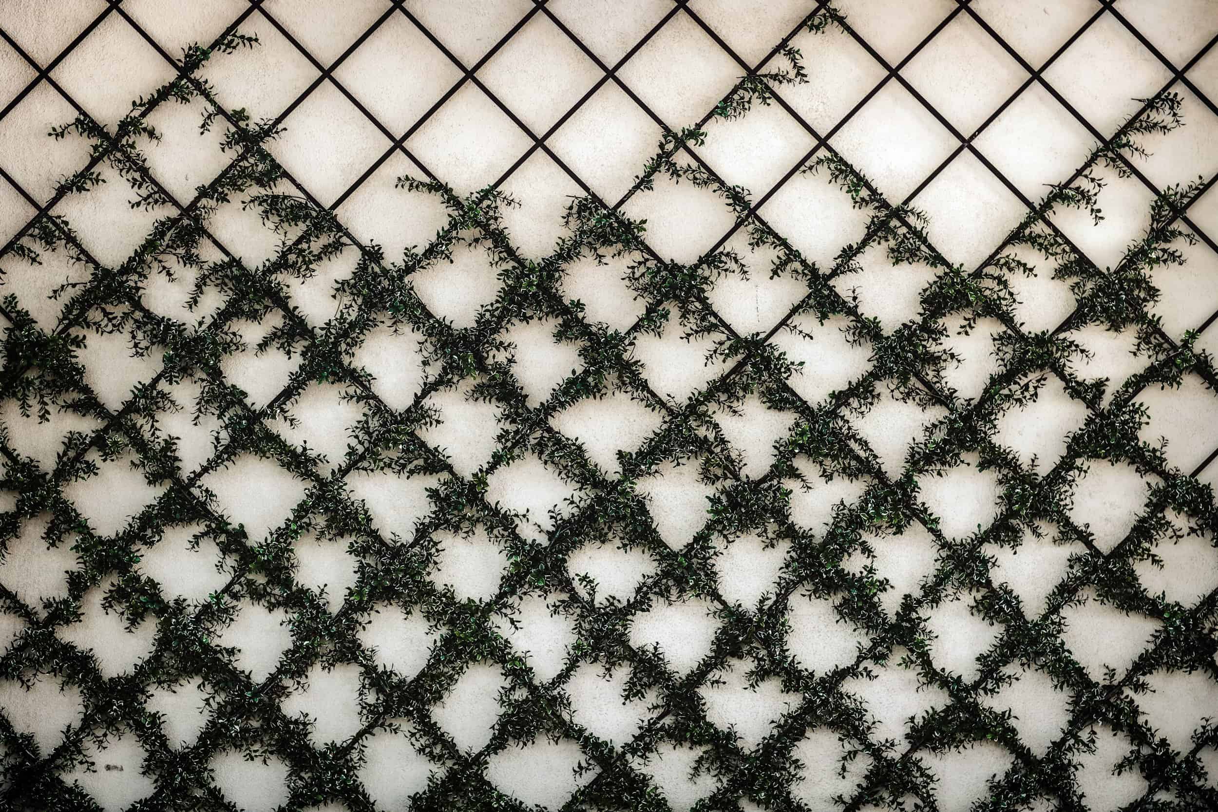 Wall covered with a grid of black lattice, supporting green climbing plants that create a diamond pattern against a light, textured background.