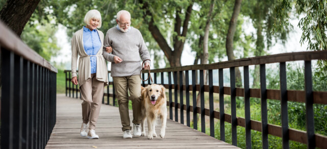 An elderly couple walks arm in arm along a wooden bridge in a park, smiling, with a large golden retriever on a leash. Trees and greenery surround them on a bright day.